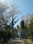 鳥居の横にも見事な桜が